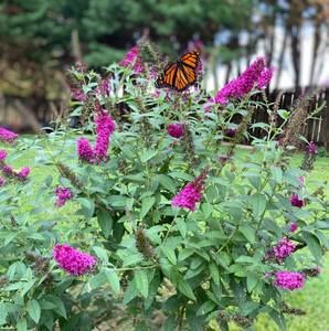 Meet your Posher, Lily